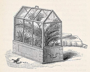 A black and white drawing of a glazed terrarium filled with ferns. A small bird stands nearby and books lie behind it.